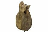 Triceratops Dorsal Vertebra with Metal Stand - South Dakota #350698-4